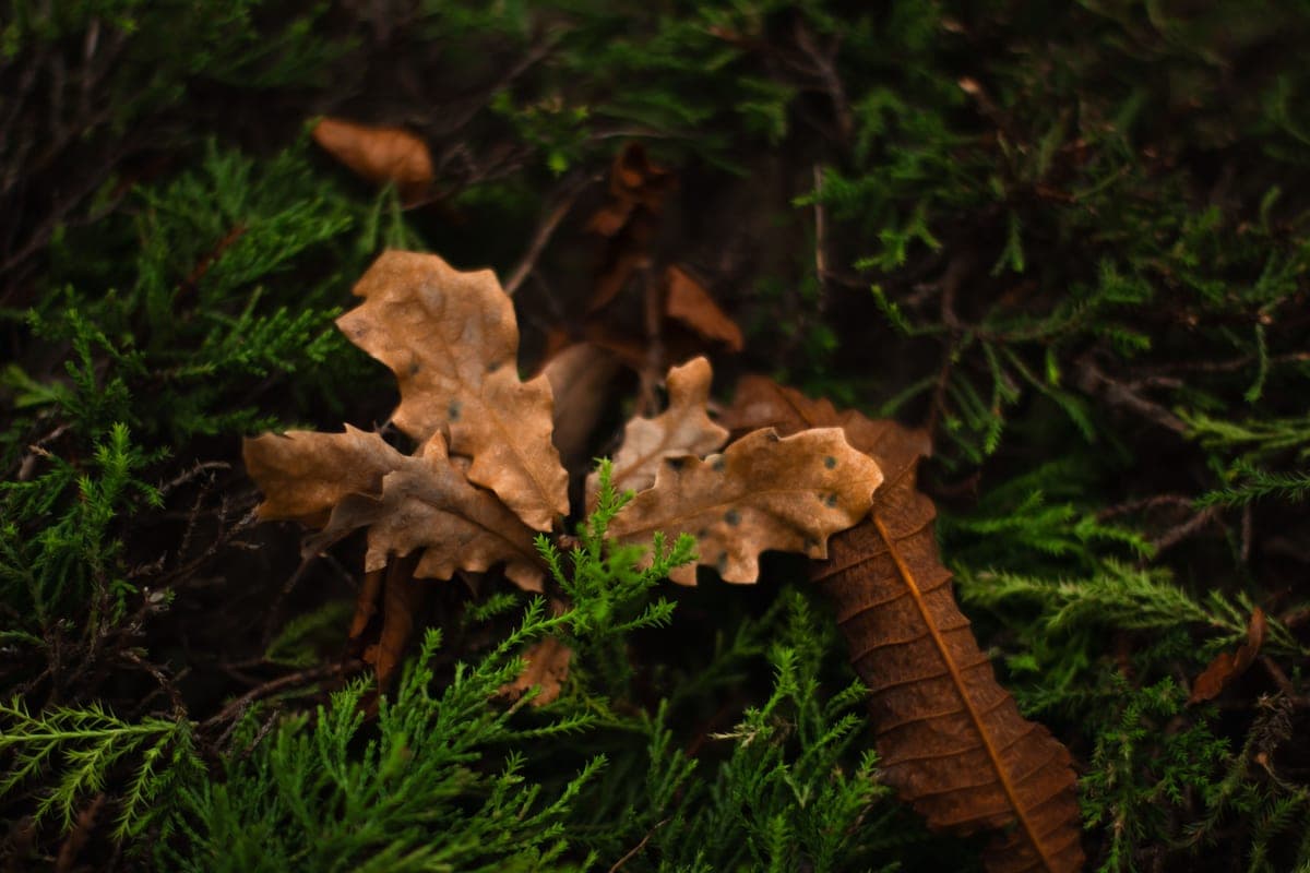 Oakmoss and forest floor detail in low, dark light