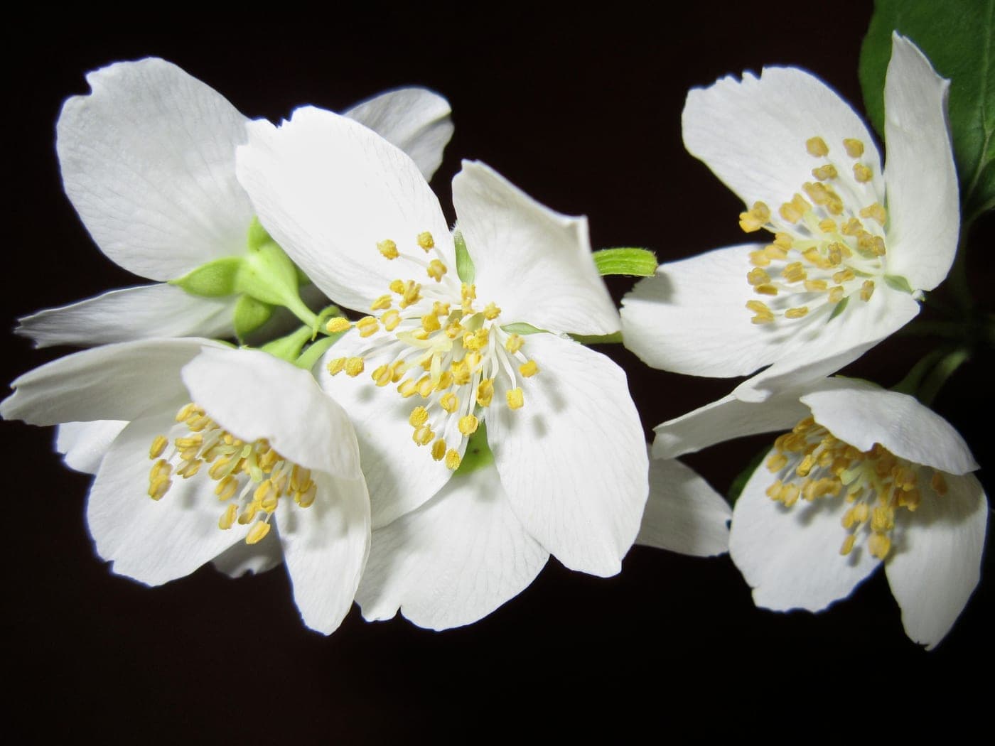 White jasmine flowers photographed in close-up