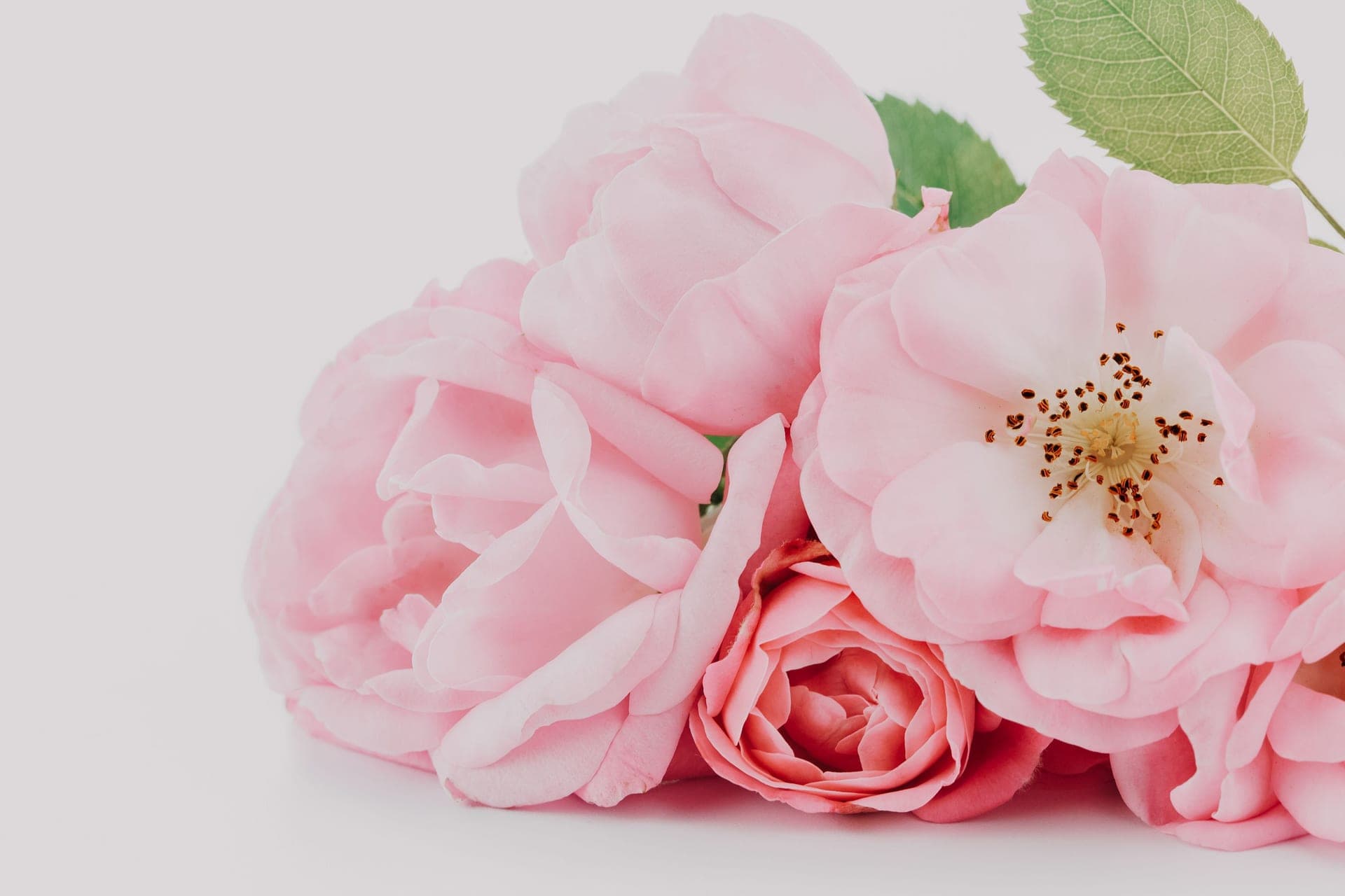 Pink peonies and a rose on a white background