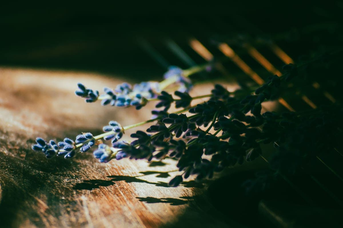 Dried lavender sprigs arranged on a dark surface