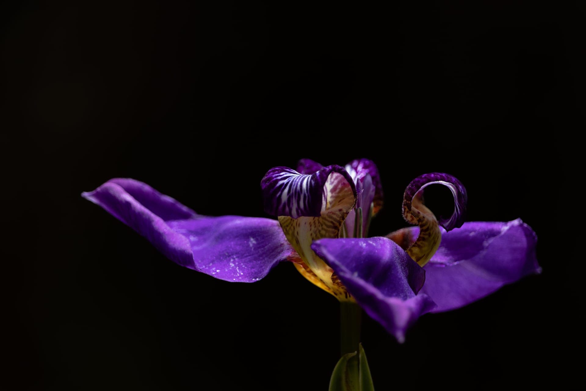 A purple iris flower lit against a black background