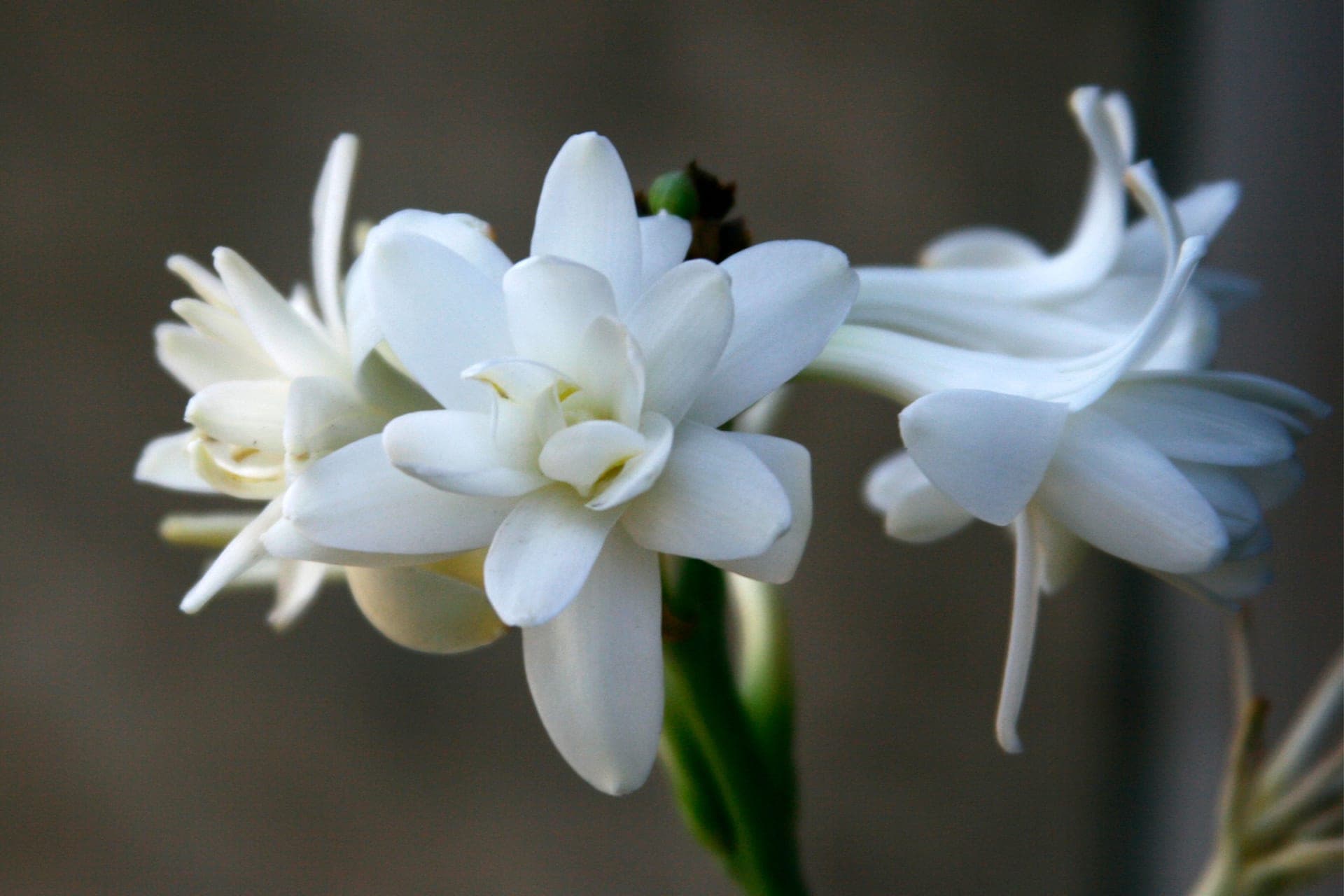 Waxy white tuberose flowers against a dark background