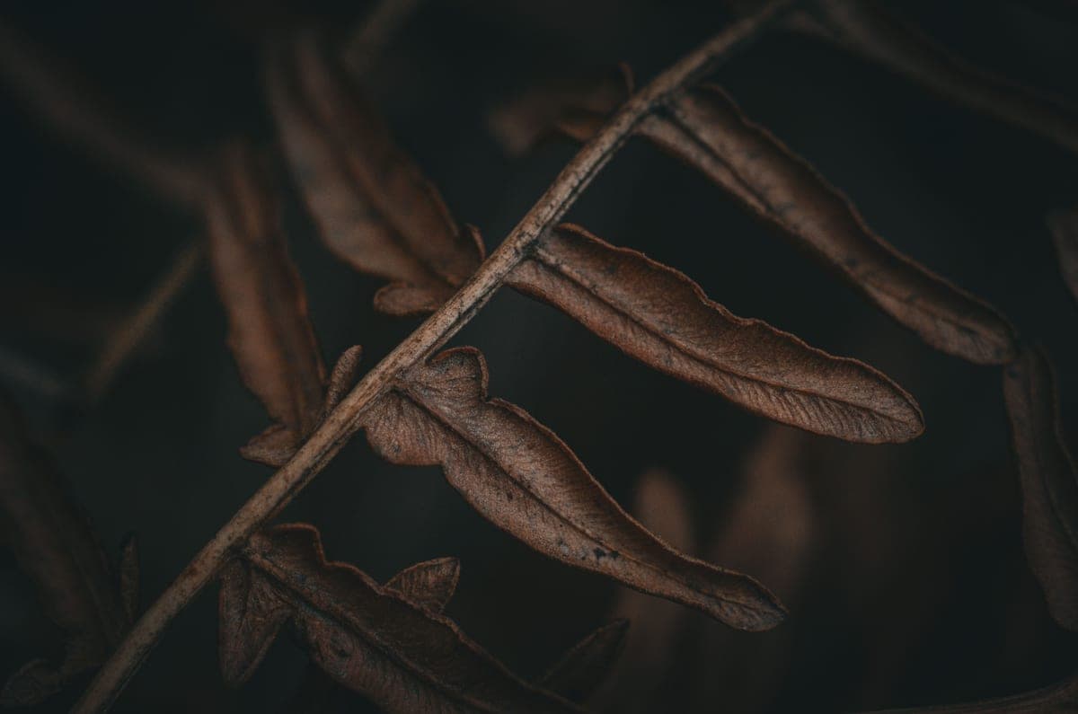 Dried patchouli leaves on a dark surface