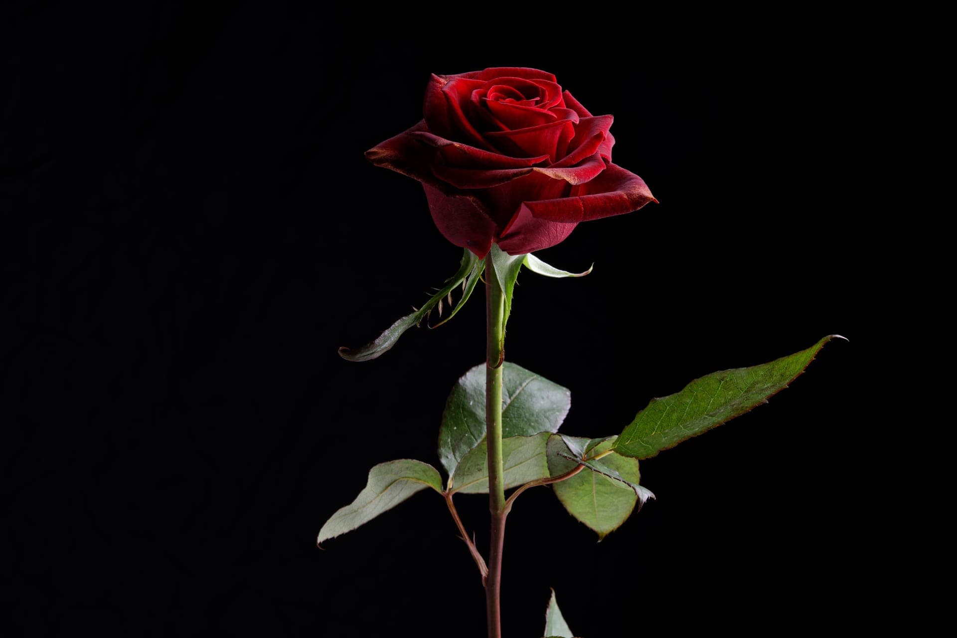 A single red rose against a dark background