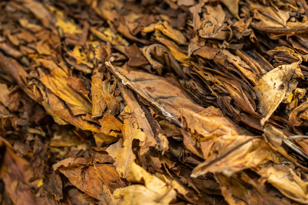 Dried tobacco leaves photographed on a dark background