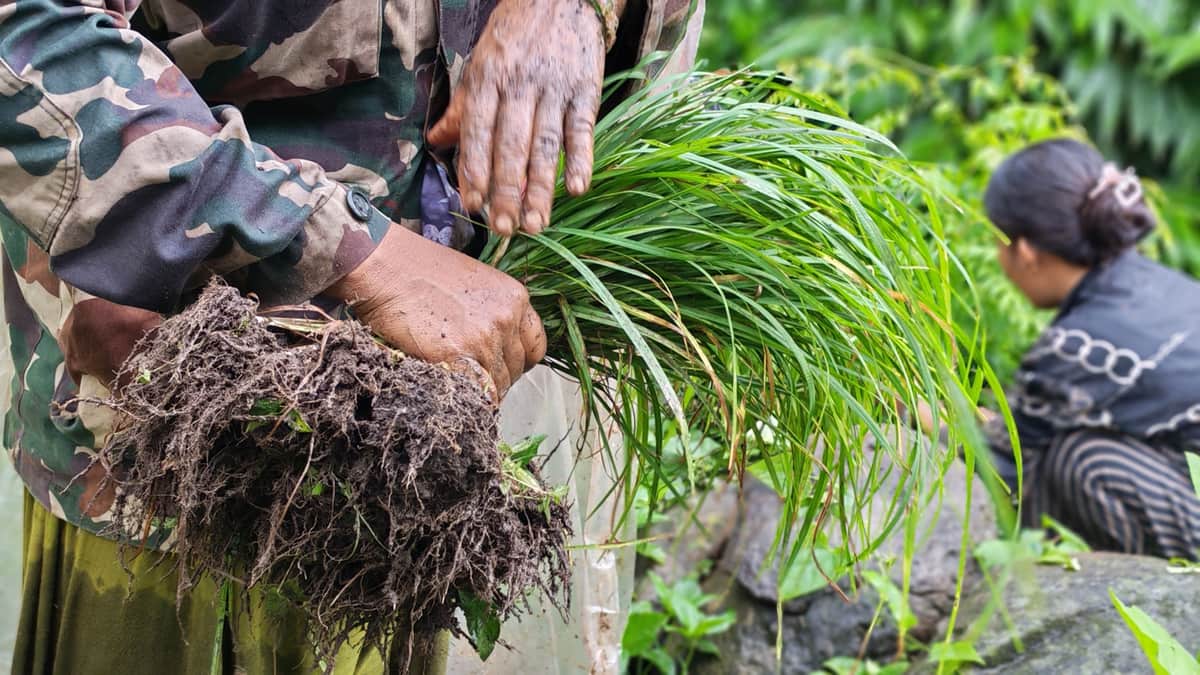 Vetiver grass roots against dark earth