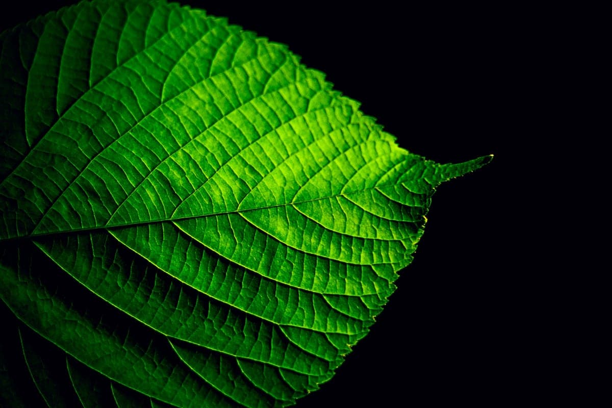 Green botanical leaf against a dark background