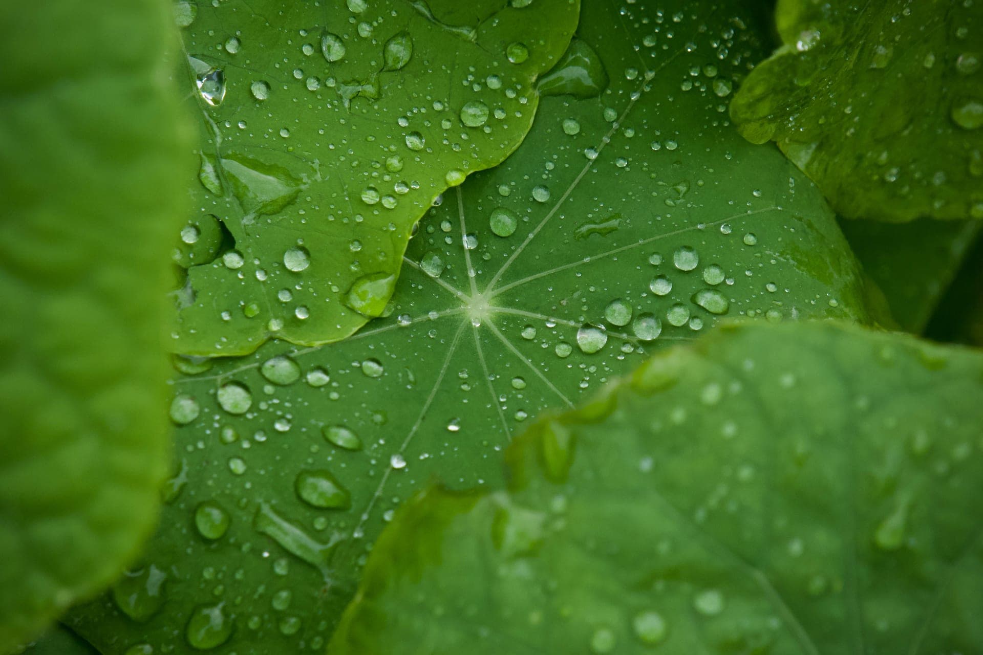 Close-up of green leaves carrying water droplets