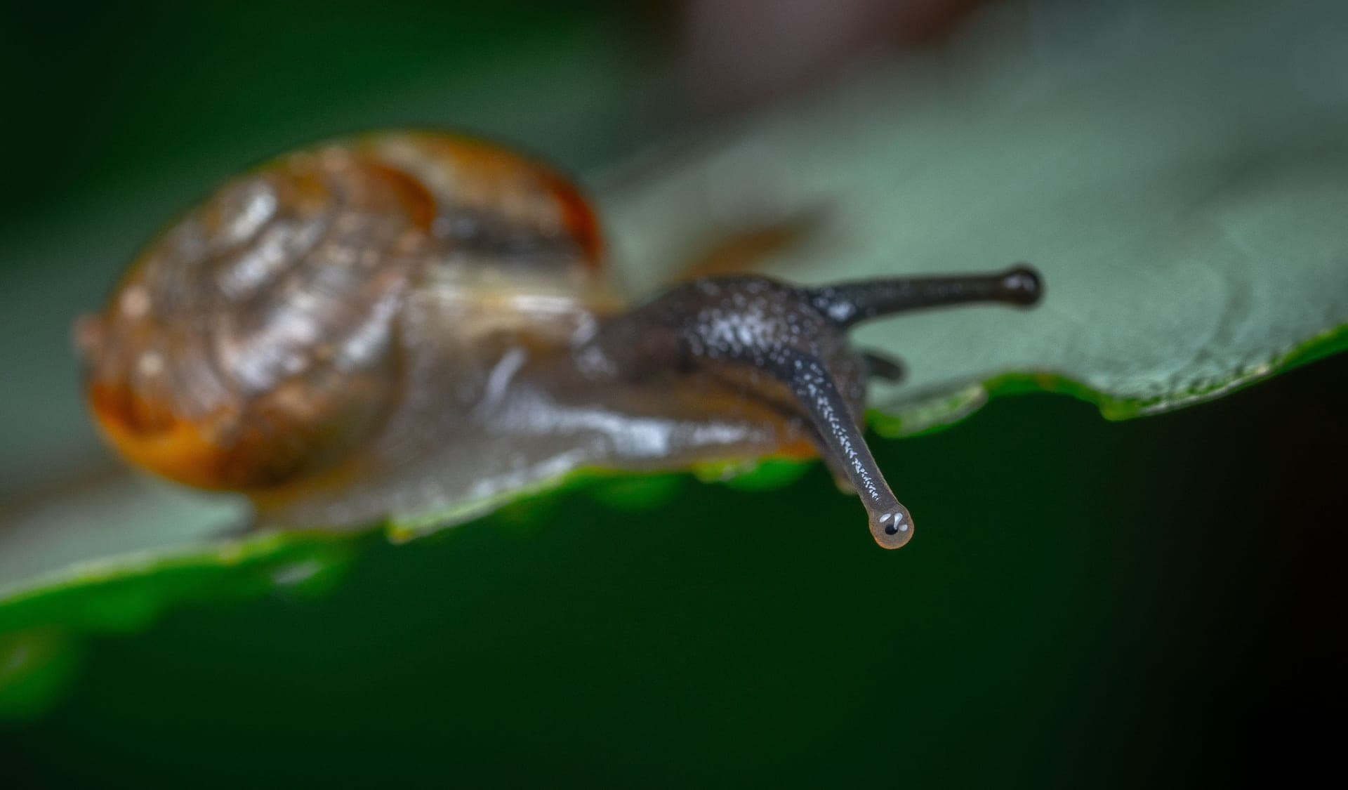 A snail on a green leaf, photographed close up