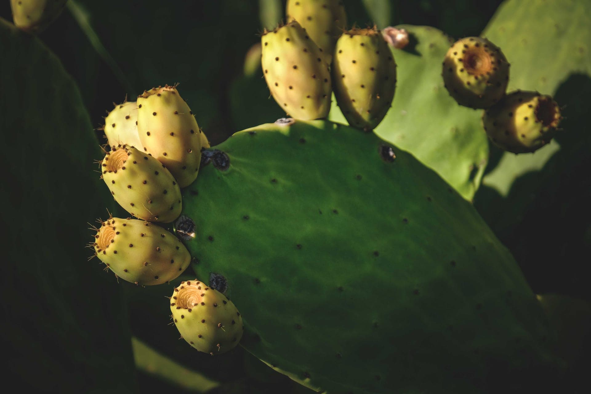 Prickly pear cactus with ripening fruit